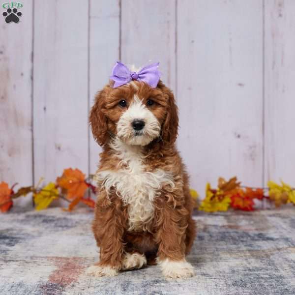 Kyra, Mini Goldendoodle Puppy